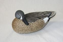 Blue Winged Teal Drake